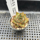 Echeveria Purposorum 1" Seed Grown Succulent Plant