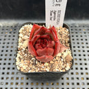 Echeveria Agavoides 'Rose Star' 2" Succulent Plant