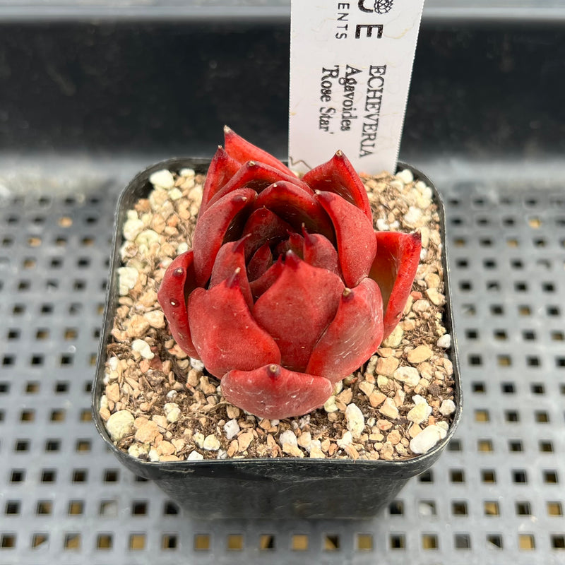 rose succulent plants for sale Echeveria Agavoides 'Rose Star' 2" Succulent Plant