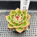 Echeveria 'Blue Dragon' 2" Succulent Plant