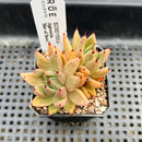 Echeveria Agavoides 'Star of Seoul' 2" Cluster Succulent Plant