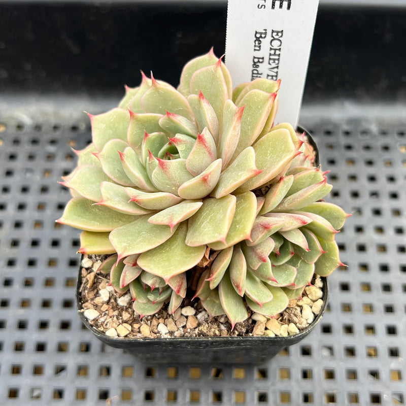 ben badis succulent Echeveria 'Ben Badis' 2" Succulent Plant