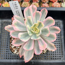 Echeveria 'Secunda' Variegated 3"-4" Succulent Plant