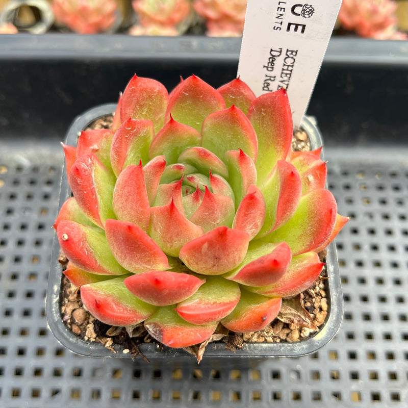 deep red succulent Echeveria 'Deep Red' 3" Succulent Plant