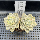 Echeveria 'Tinkerbell' Variegated 2" Succulent Plant