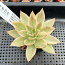 Echeveria Agavoides 'Rubella' Variegated 1"-2" Succulent Plant