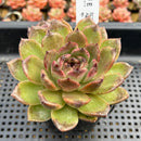 Echeveria Agavoides sp. 4" Succulent Plant