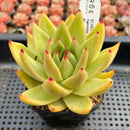 Echeveria Agavoides sp. 4" Succulent Plant