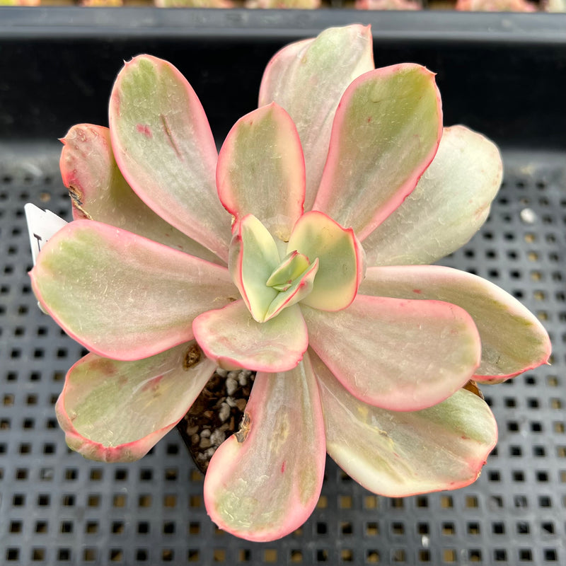 suyeon succulent Echeveria 'Suyeon' Variegated 3" Succulent Plant