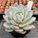 Echeveria 'Ivory' 5"-6" Large Powdery Succulent Plant