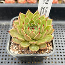Echeveria Agavoides 'Mascarpone' 2" Succulent Plant