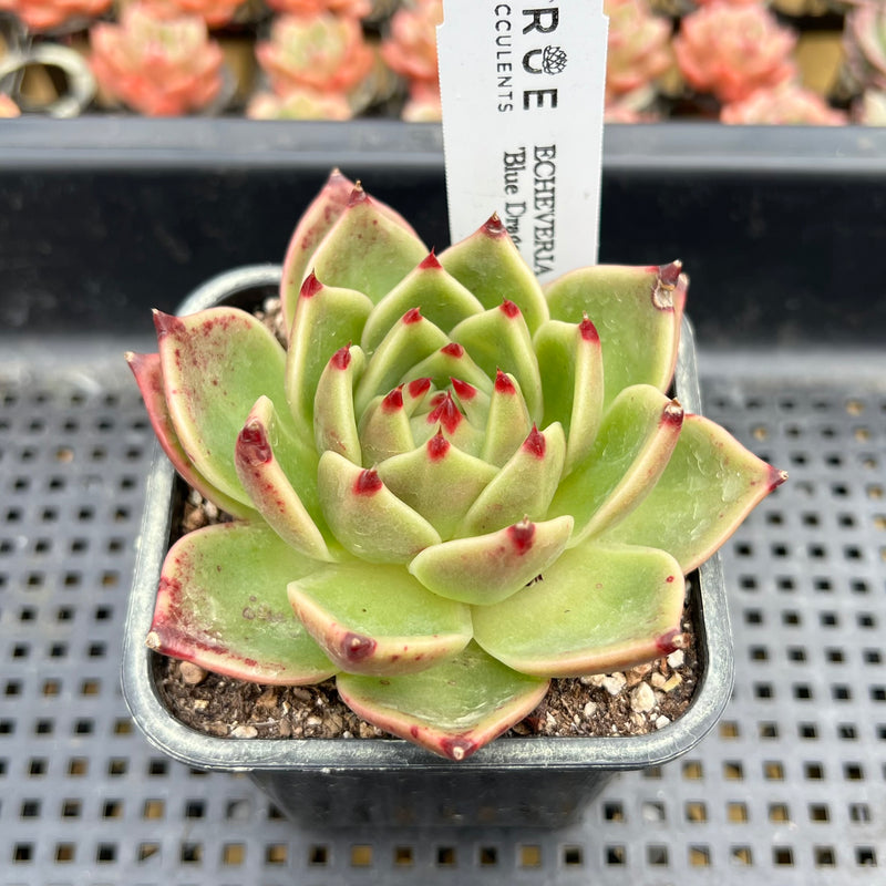 echeveria succulents bluish green Echeveria 'Blue Dragon' 3" Succulent Plant – True Succulents Plant Co