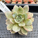Echeveria 'German Champaign' Mutated/Variegated 3" Succulent Plant