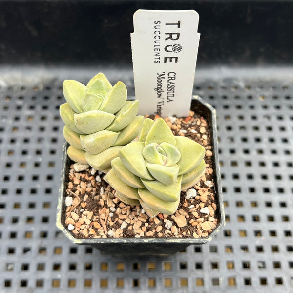 crassula moonglow succulent Crassula 'Moonglow' Variegated 2" Succulent Plant – True Succulents Plant Co