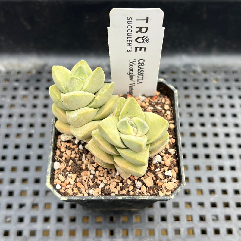 Crassula 'Moonglow' Variegated 2