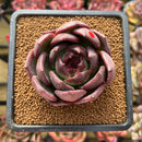 Echeveria 'Black Mink' 2" Succulent Plant
