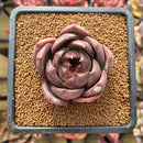 Echeveria 'Black Mink' 2" Succulent Plant