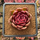 Echeveria 'Hongjo' 2" Succulent Plant
