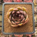 Echeveria 'Edeline' 2" New Hybrid Succulent Plant