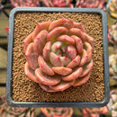 Echeveria 'Pink Champaign' 3" Succulent Plant