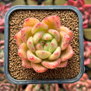Echeveria sp. 2" Succulent Plant
