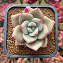 Echeveria 'Nutchi' 2" Succulent Plant