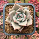 Echeveria 'Nutchi' 2" Succulent Plant