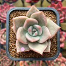Echeveria 'Nutchi' 2" Succulent Plant