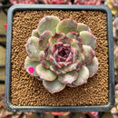 Echeveria 'Black Coco' 2"-3" Succulent Plant