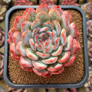 Echeveria 'Prada' 4" Large Succulent Plant