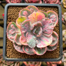 Echeveria 'Beyonce' Variegated 2"-3" Succulent Plant Cutting