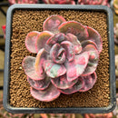 Echeveria 'Beyonce' Variegated 2"-3" Succulent Plant Cutting