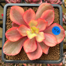 Echeveria 'Suyon' Variegated 3" Succulent Plant Cutting