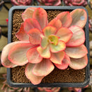 Echeveria 'Suyon' Variegated 3" Succulent Plant Cutting