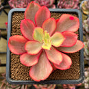 Echeveria 'Suyon' Variegated 3" Succulent Plant Cutting