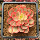 Echeveria 'Suyon' Variegated 3" Succulent Plant Cutting