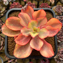 Echeveria 'Suyon' Variegated 4"-5" Succulent Plant Cutting