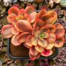 Echeveria 'Suyon' Variegated 4"-5" Succulent Plant Cutting