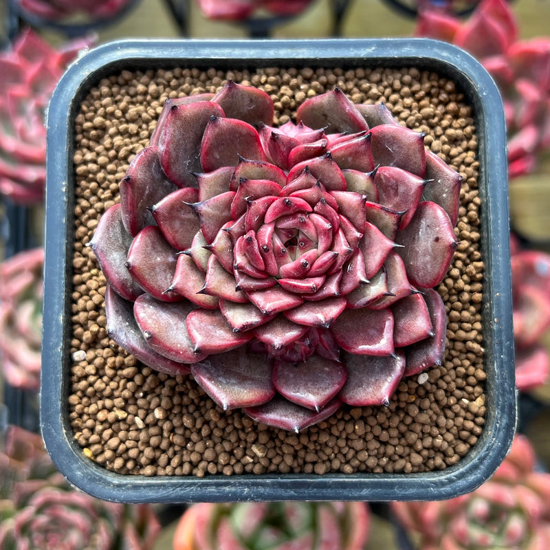 infinity succulent Echeveria 'Cindy' 2" Succulent Plant – True Succulents Plant Co