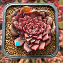 Echeveria 'Cindy' 2" Succulent Plant