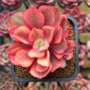 Echeveria 'Suyon' Variegated 2" Cluster Succulent Plant