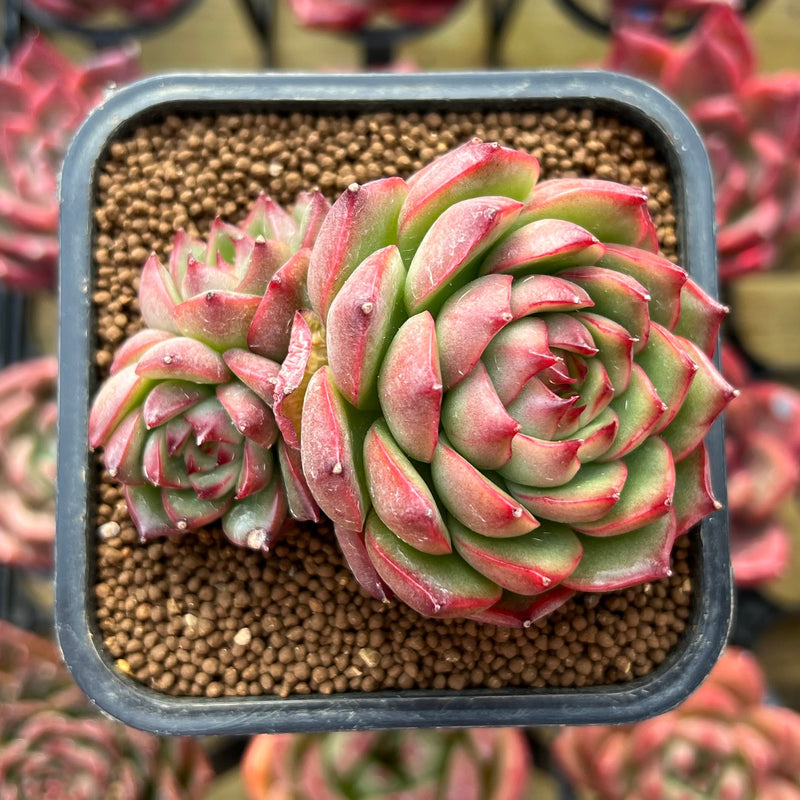 succulent apple Echeveria 'Red Apple' 2" Succulent Plant