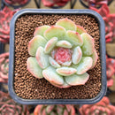Echeveria 'Blossoming' 2" Unique Clone Succulent Plant