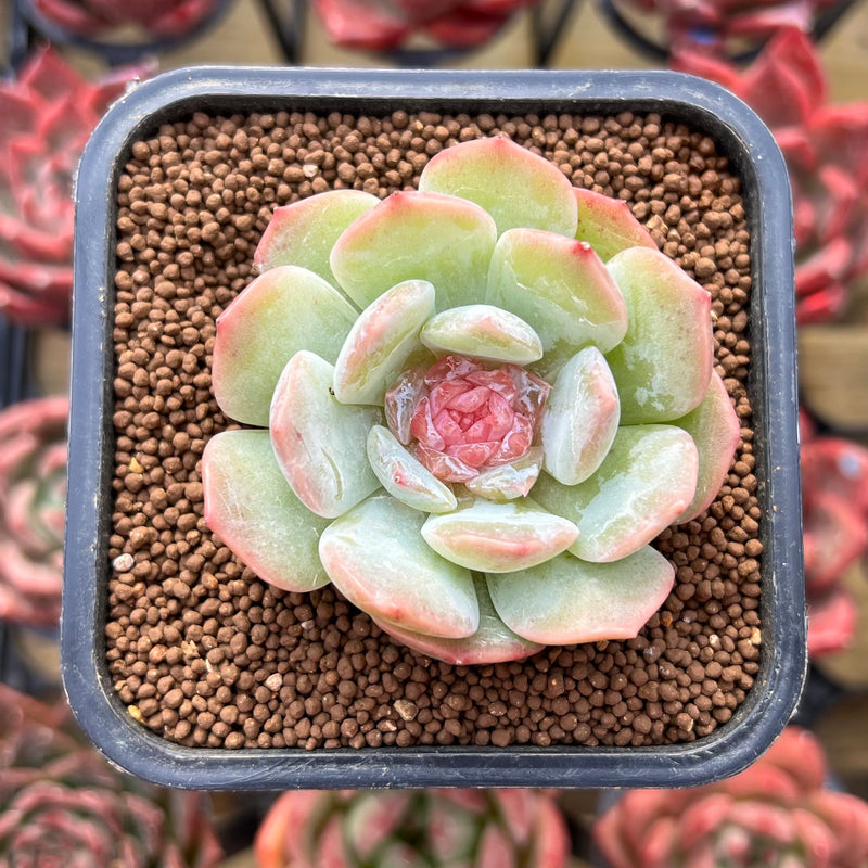 cloning a succulent Echeveria 'Blossoming' 2" Unique Clone Succulent Plant