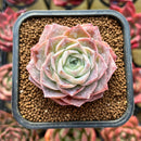 Echeveria 'Simulans' 2" Succulent Plant