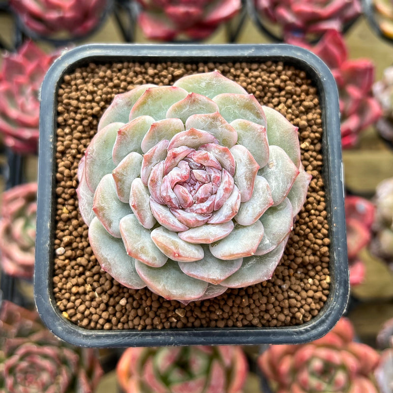 changhee succulent Echeveria 'Pure Love' 2