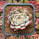 Echeveria 'Watermelon' 2" Succulent Plant
