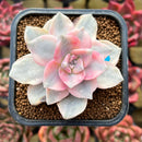 Graptopetalum 'Purple Delight' Variegated 2" Succulent Plant