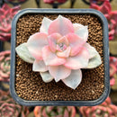 Graptopetalum 'Purple Delight' Variegated 2" Succulent Plant