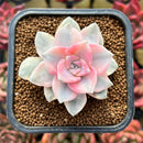 Graptopetalum 'Purple Delight' Variegated 2" Succulent Plant